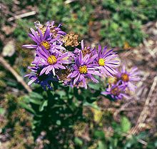 Aster amellus